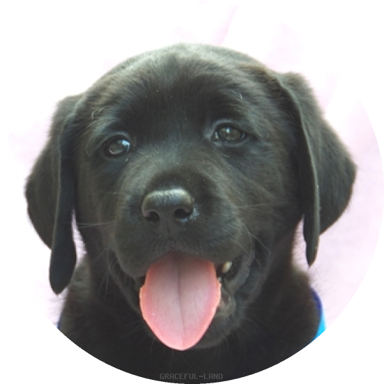 英国ラブラドールの子犬(A child of & ) 英国ラブラドールの子犬